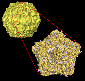 Pentamer