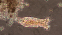 Rotifer 0001