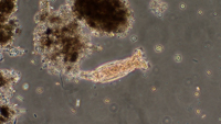 Rotifer 9998