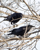 American Crows
