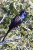 Common Grackle