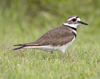 Kildeer