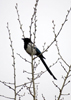 Black-billed Magpie