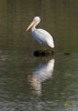 American White Pellican