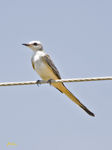 Flycatchers